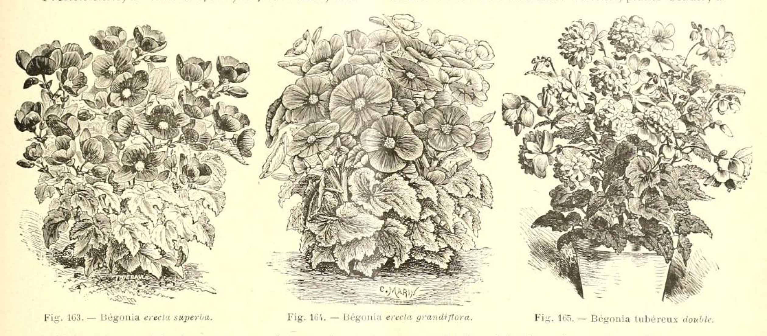 B. ‘Erecta Grandiflora’